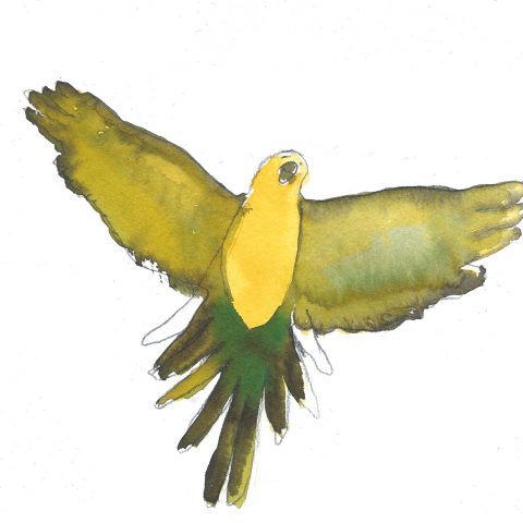 oiseaux recherche copie