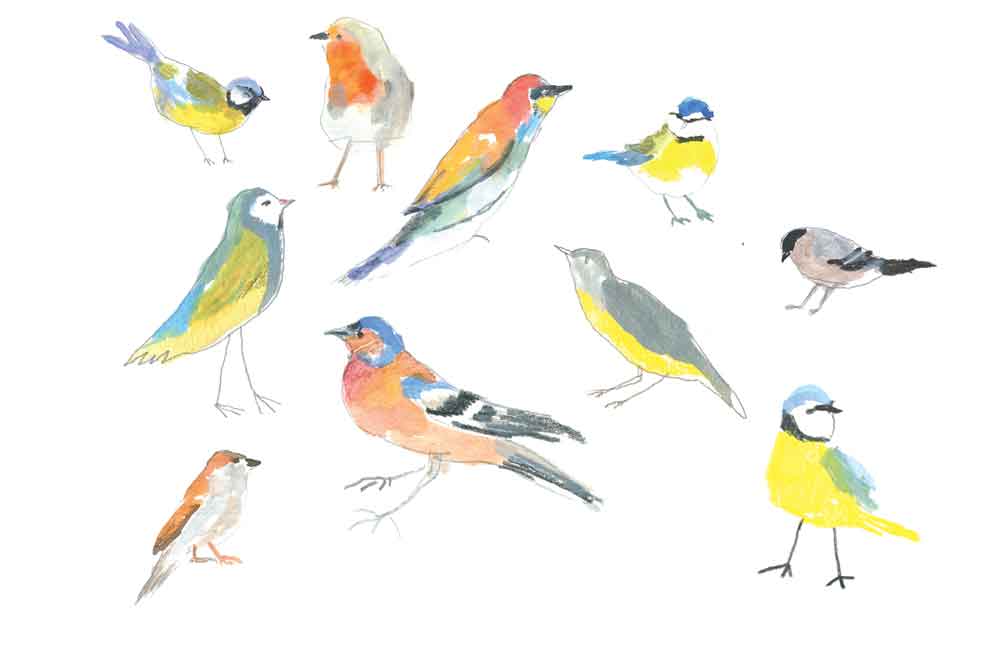 Panel_oiseaux_web